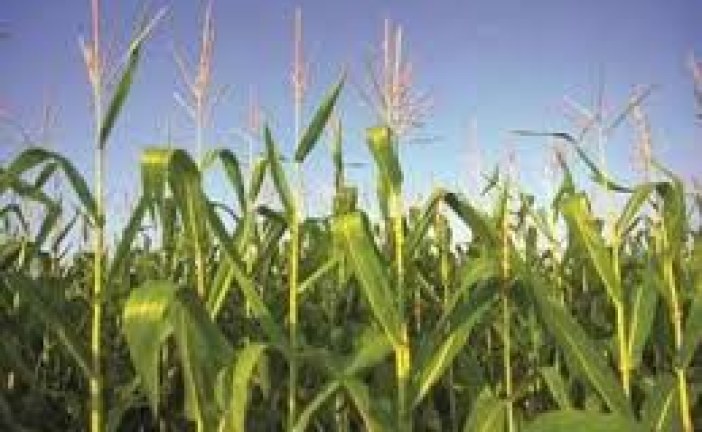 IARI releases 7 new varieties of crops