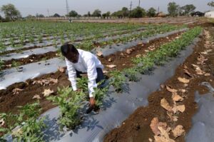 Fertile imagination: Progressive farmer N. Mohan Reddy used drip irrigation technology and mulching paper to significantly improve crop yields in the arid Kothagadi village, Vikarabad district, Telangana. | Photo Credit: Nagara Gopal