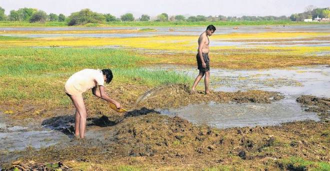 The water level has gone down drastically in Yellandu in the Bhadradri-Kothagudem district of Telangana. In peak summer, temperature in the coal town can go up to 50 °C . | Photo Credit: G.N. Rao