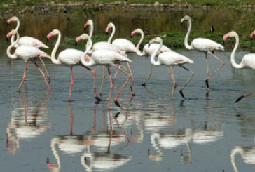 Centre decentralises management of wetlands; ‘Wise Use’ principle to widen ambit of permitted activities