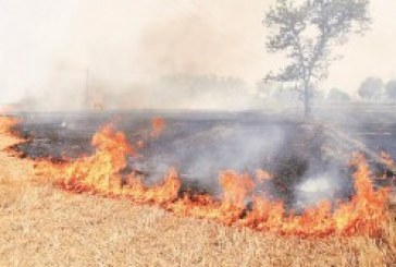 NGT asks states to be vigilant about crop burning