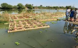 Plants on the ‘flolating treatment wetland' help to clean the lake by absorbing nitrates in the water. | Photo Credit: Nagara Gopal
