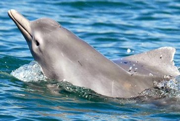 ‘Microplastics found in dolphins’