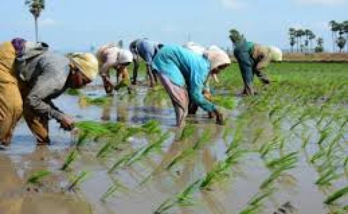 Climate change affects major crops in India: Study