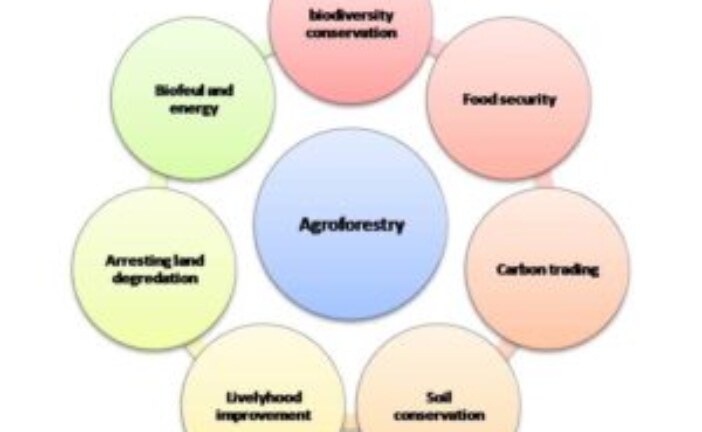 Agroforestry for Green India