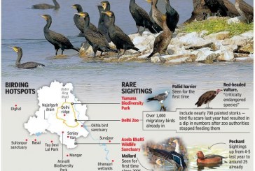 Migratory birds return to their favourite haunts