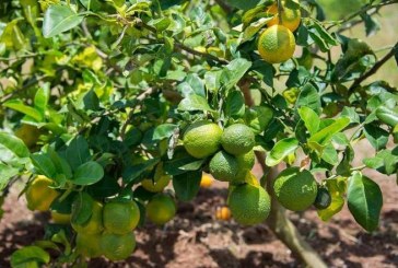 Mediterranean citrus under threat