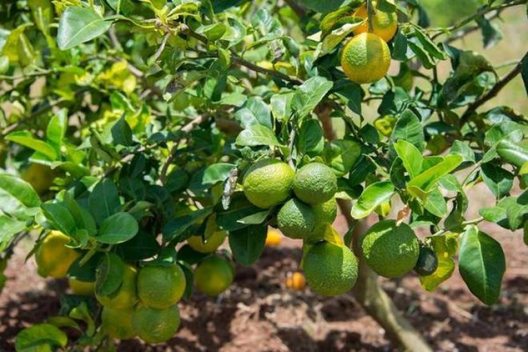 Mediterranean citrus under threat Focus Global Reporter
