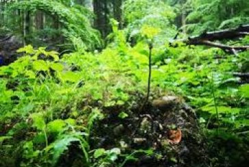 ‘Creating micro forests will help save environment’