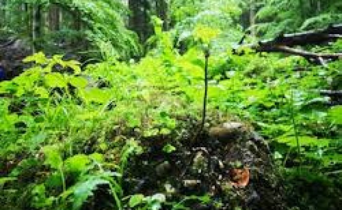 ‘Creating micro forests will help save environment’