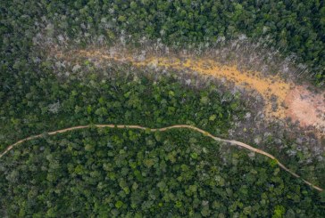 In the Fight Against Climate Change, Not All Forests Are Equal