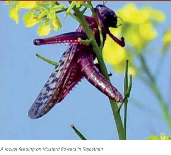 The flying squad decimating Rajasthan crops - Focus Global Reporter