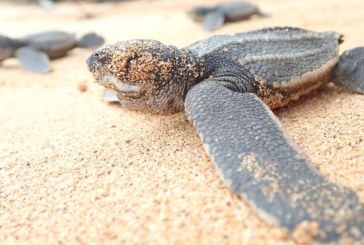 10 years to save ‘world’s most threatened sea turtle’