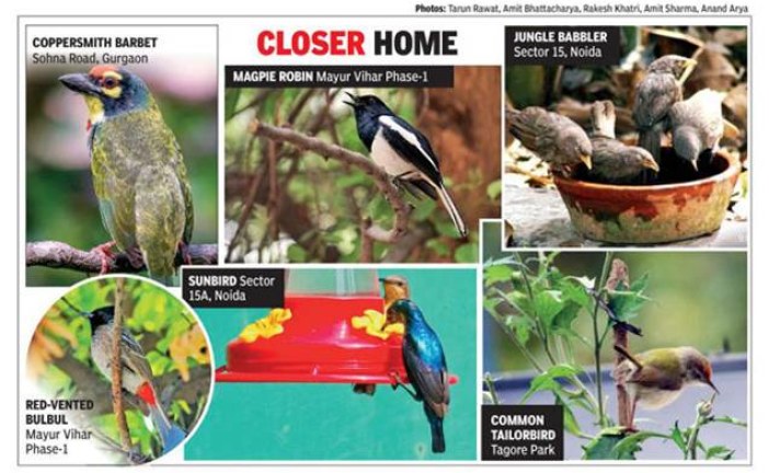 Role reversal: With humans cagged in, birds fill the silence as sightings go up