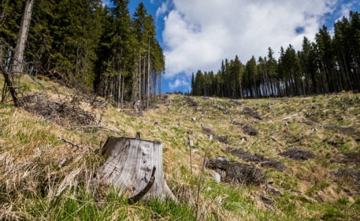 EU plan for 3bn trees in 10 years to tackle biodiversity crisis