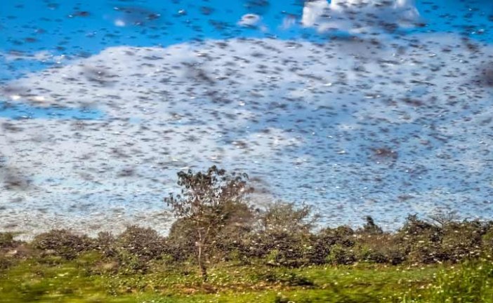 Resurgence of a Pest: Report on Locust Infestation