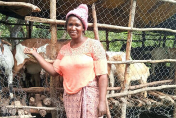 FROM THE FIELD: The goats helping Zambians to reach economic independence