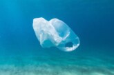 Shattering the cudgels of Single use plastic